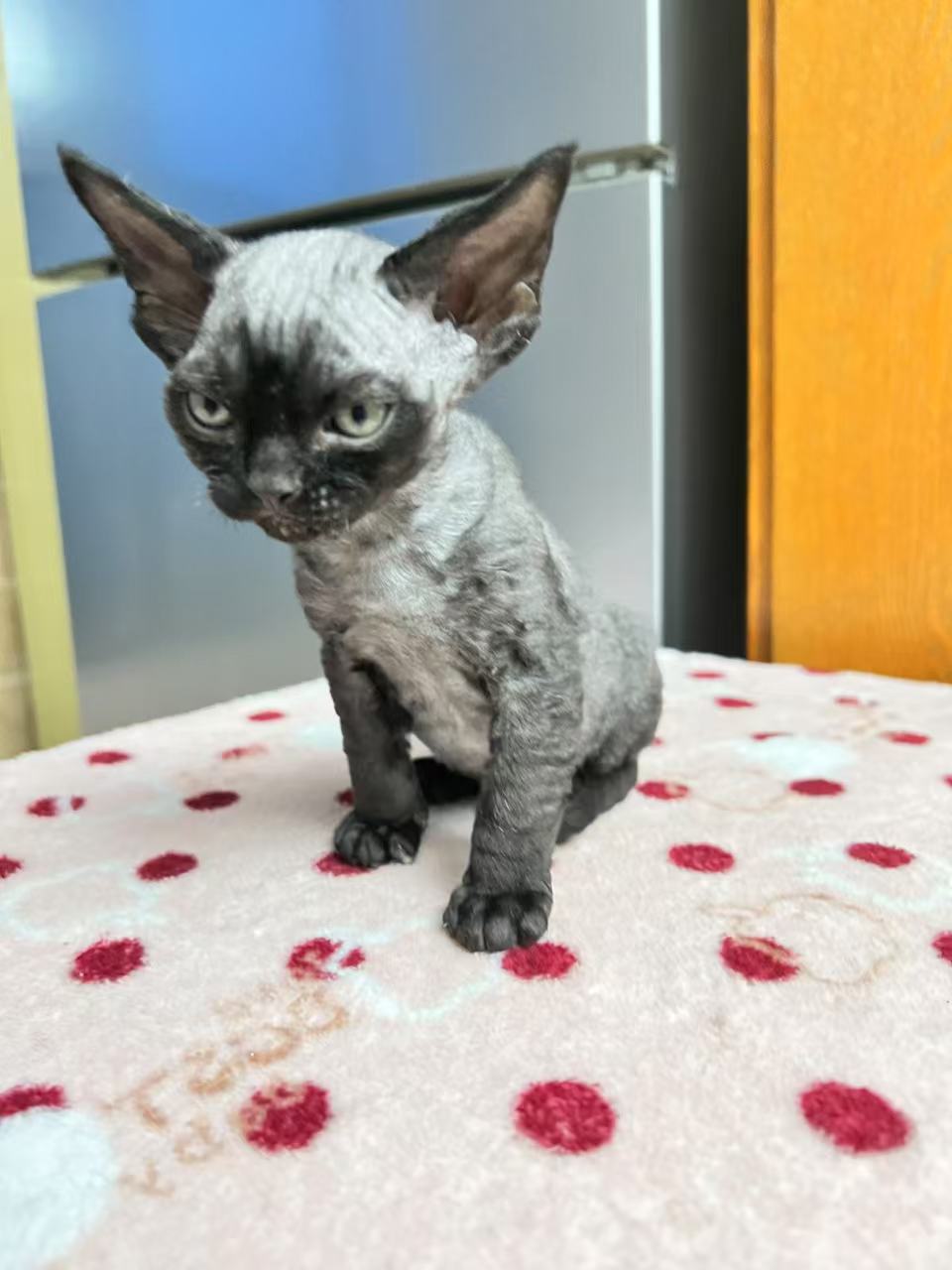 自家繁殖精品德文卷毛猫宝宝，品相极好，价格不高